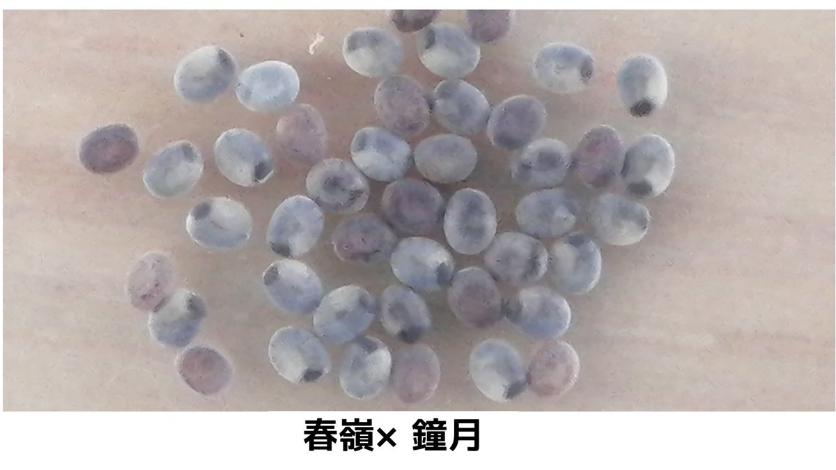 kaikonogohan's tweet photo. タマゴが青点になった！

春嶺鐘月　33個
青白　17個
錦秋鐘和F2　24個

6/17に冷蔵庫から出して、7日目 https://t.co/mJtutMUuFX