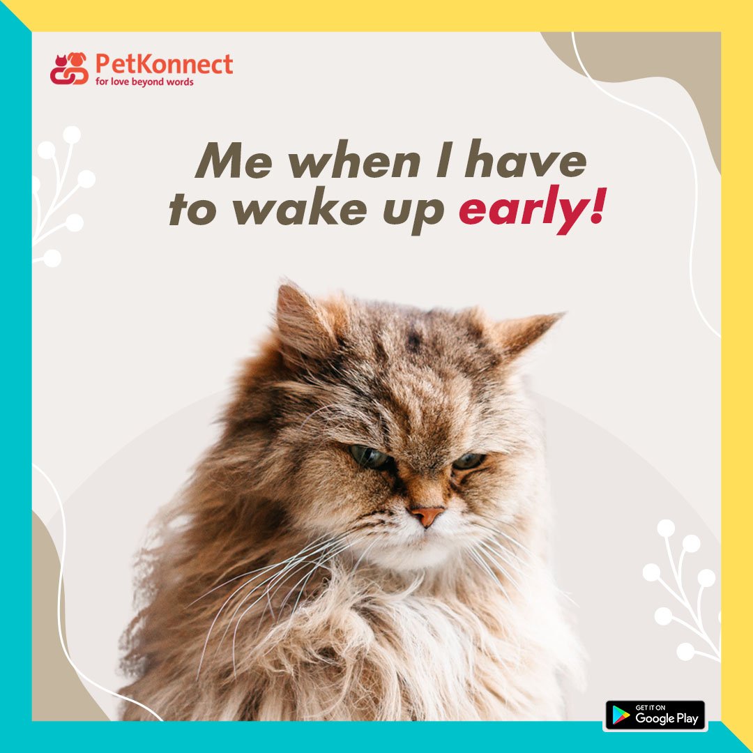 PetKonnect's tweet photo. Tag the sleepy heads! ๐ฅฑ
Download the PetKonnect app today!
๐ฑ https://t.co/YPNqw0dJ6W
For more information kindly visit our website.
๐ https://t.co/a3onJ1gVfL
Follow #CatKonnect for more posts related to cats.
#Cat #CatsOfTwitter #catlover #mood #catmeme #PetKonnect https://t.co/YnLTxURK46