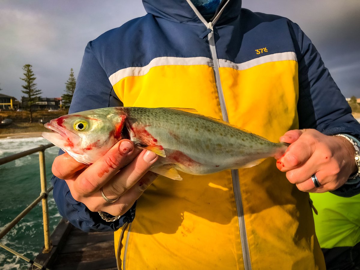 Plenty of people braving the rough conditions to chase the Salmon at the Port Noarlunga jetty this afternoon