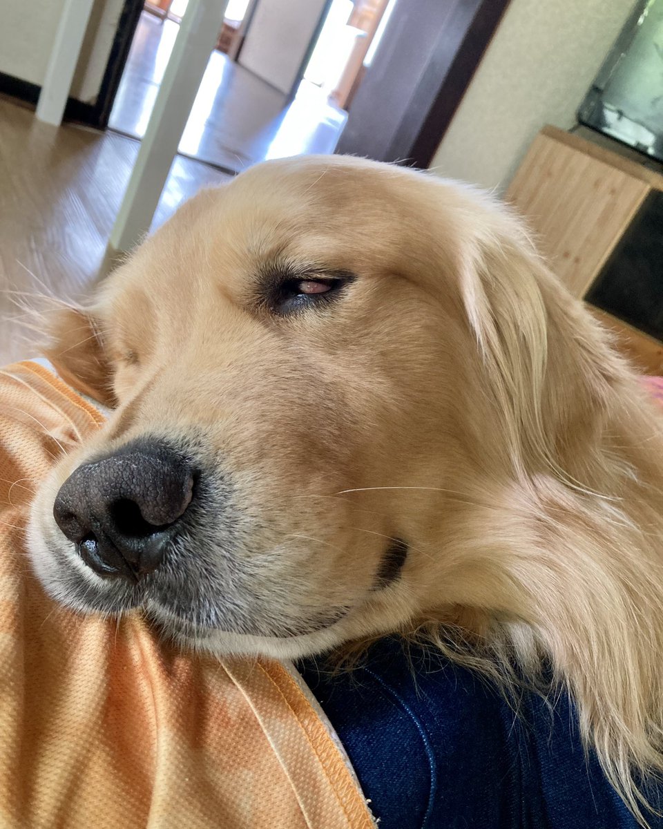 クレ父 ゴールデンやラブラドールはきっと犬種の性格なんでしょうか 人間にべったりくっついて たりしますよね うちのクレスはイングリッシュセッターですが甘えはしますがべったりはないです 和犬の飼い主さんは 一度でいいからいっしょに寝てみたい と