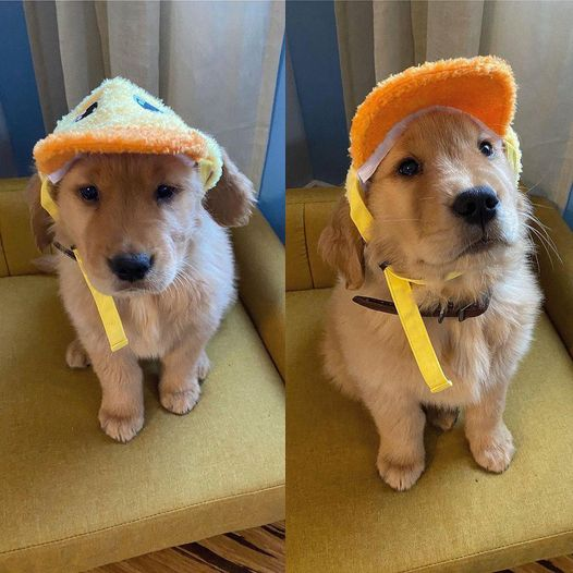 TheDailyWoofNe1's tweet photo. Credit: (I/G - fureverfozzie ) https://t.co/nSMZ6ISCfL