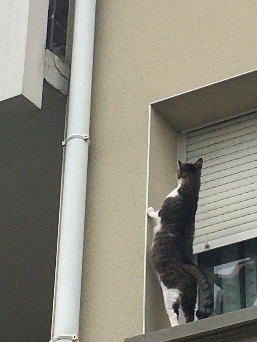 lexislechat's tweet image. Regardez, dans ma résidence, y’a des chamédiens qui rejouent la « scène du balcon » ! #ChatCaché