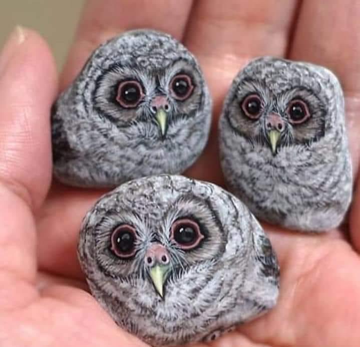 MyBeauDes's tweet photo. O gosh ❤️❤️❤️ Lovely, tiny baby owls 🥰 https://t.co/z6R7j4Fo8f
