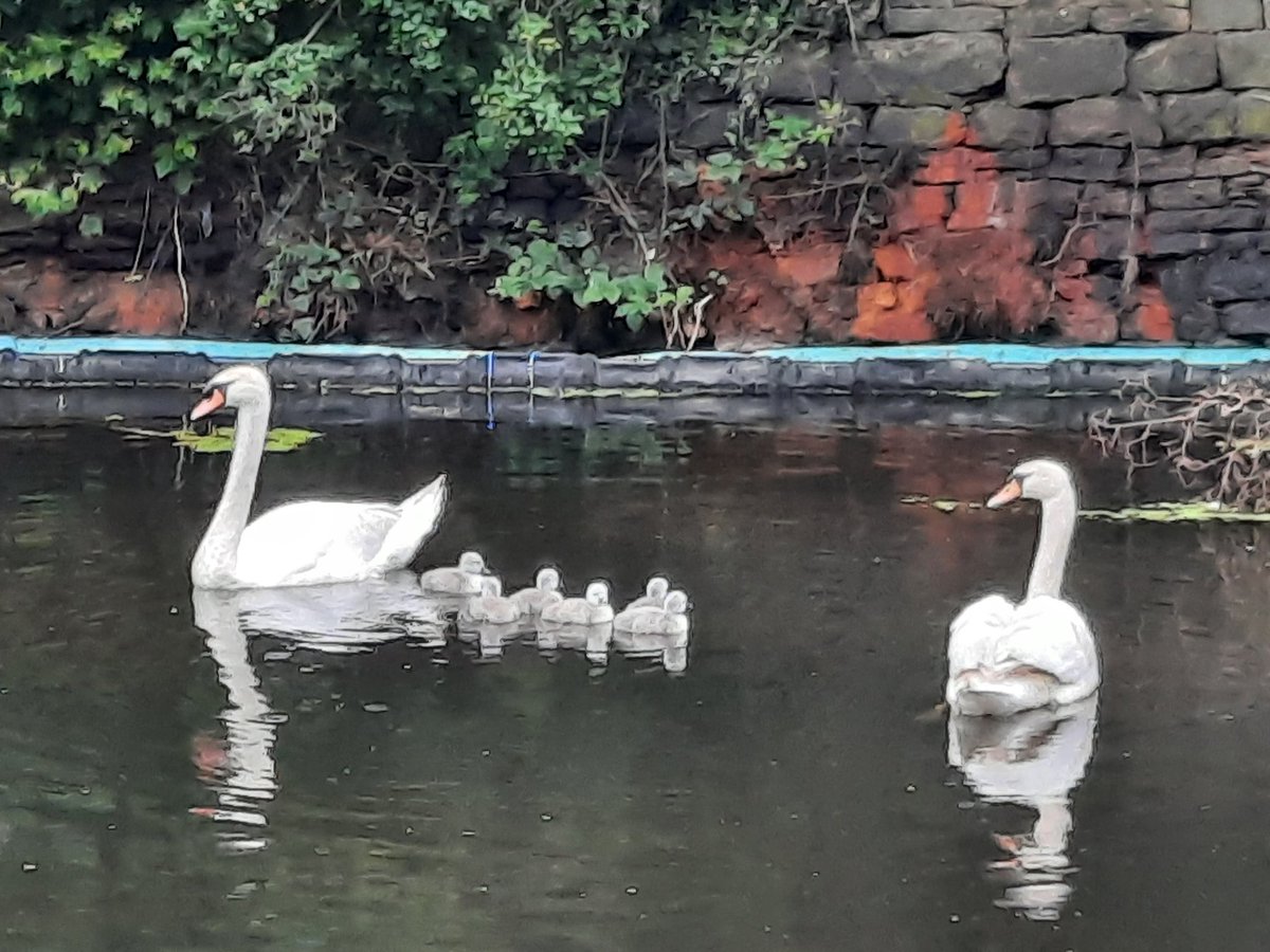 I missed the hatching this year but am pleased to see that Mr and Mrs Swan have 6 cygnets again.

#horbury #swans #cygnets #canalwalk #calderandhebblenavigation #yorkshirewildlife