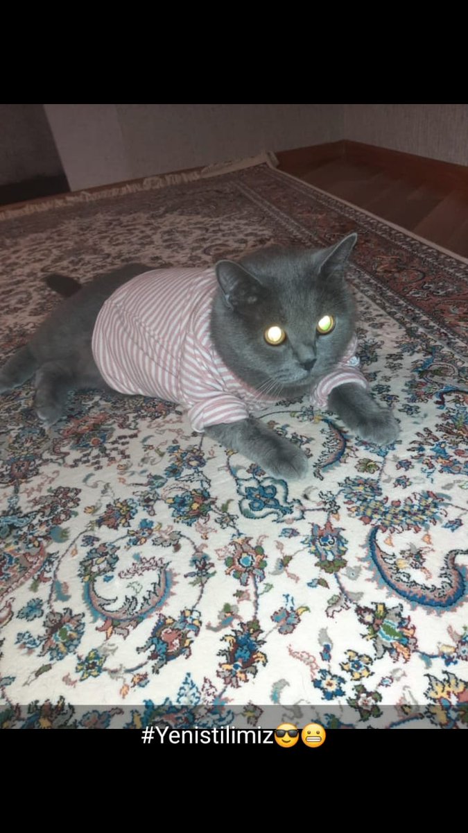 Natella Valizadeh tweet media