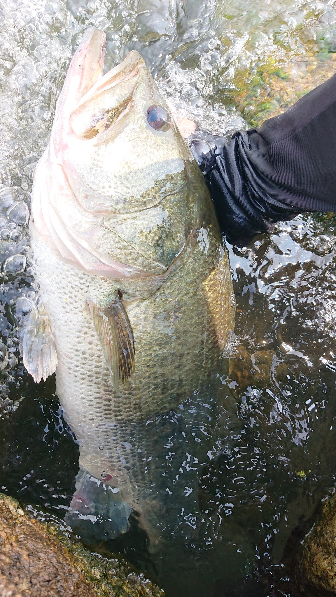 ロクマル隆 (@basslove60) / X