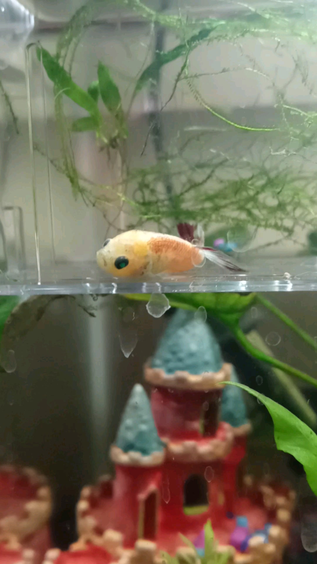 Glo 2024 betta fish
