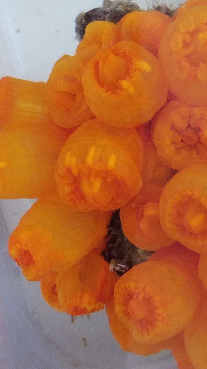 Carbonne Chloé (@clocarbonne) on Twitter photo It is so beautiful to see how dedicated are female #coral colonies of Astroides calycularis to protecting their larvae in their tentacules until maturation. It is reproduction period in the island of Ischia, in CO2 vent and ambient pH sites! <a href="/4Oceansmopga/">4Oceansmopga</a> <a href="/IMEV_mer/">IMEV-Institut de la Mer de Villefranche</a> <a href="/ChocTeamLov/">CHOC LOV</a> It is so beautiful to see how dedicated are female #coral colonies of Astroides calycularis to protecting their larvae in their tentacules until maturation. It is reproduction period in the island of Ischia, in CO2 vent and ambient pH sites! <a href="/4Oceansmopga/">4Oceansmopga</a> <a href="/IMEV_mer/">IMEV-Institut de la Mer de Villefranche</a> <a href="/ChocTeamLov/">CHOC LOV</a>
