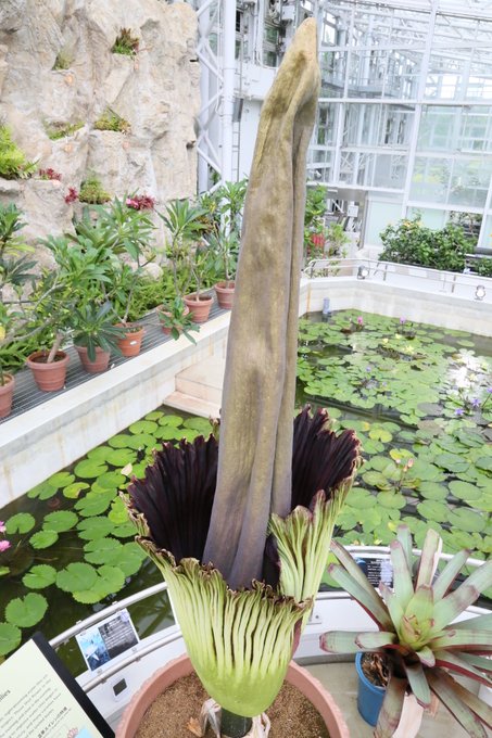 世界一大きい花 ショクダイオオコンニャクの開花を見てきた デイリーポータルz