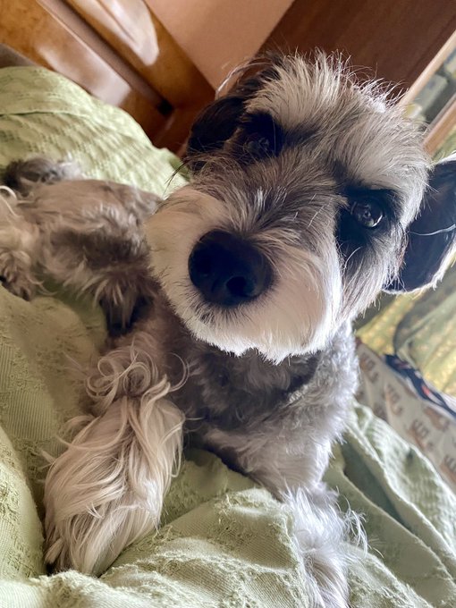 お久しぶりのチャキちゃんです🐶✨

今日は午前中予防接種に行ったので、ちょびっとおとなしめ🐶🐶🐶 