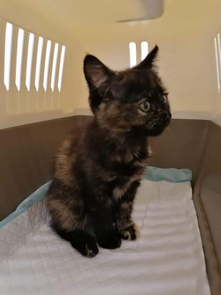 ShropsCatRescue's tweet photo. #ThursdayThoughts ~last week's visit to #QuarryVets saw FreeRanger Alma & Villager Judy there as they have laryngitis perhaps that's why Judy was looking miserable yesterday. Speedy & Misty are cats who have just come to the Shelter having checkups~pls see
https://t.co/18SHNzMo9U https://t.co/jDEVJeCwbg