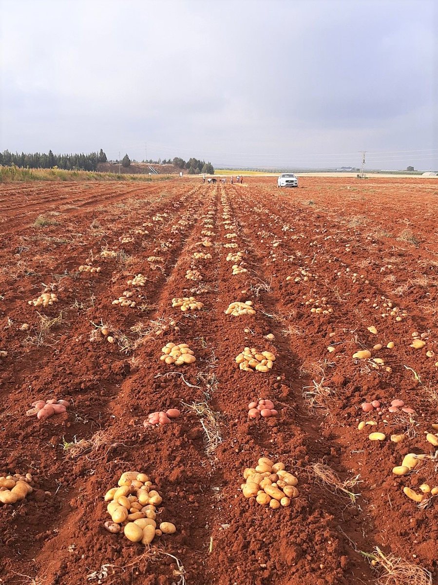 MeijerPotato's tweet photo. Our main varieties in Spain were harvested from the trial field in #Ecija. Here varieties were tested against #climate stress.
A big thank you to Meijer Iberica and @GuusHeselmans!
#meijerpotato #buildingonpotential #seedpotatoes #climatechange #awareness #climateadaptability https://t.co/4OmZRSHoTl