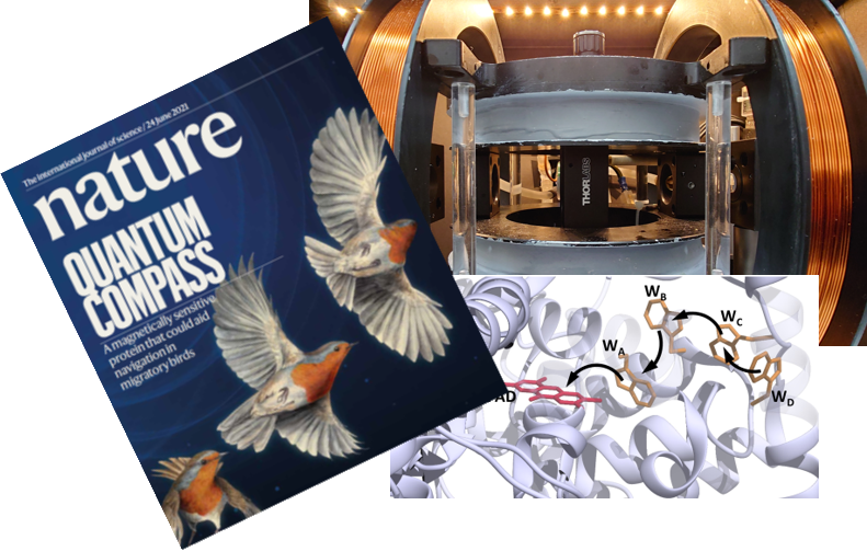 GroupMackenzie's tweet photo. Magnetic Field Effect work featured on @nature cover! Mackenzie, Timmel and Hore groups @OxfordChemistry, in collaboration with @UniOldenburg, demonstrate magnetically sensitive photochemistry in Cry4 protein from the night migratory robin: https://t.co/yT9nS0JPOr https://t.co/3GQ7oKVbHf