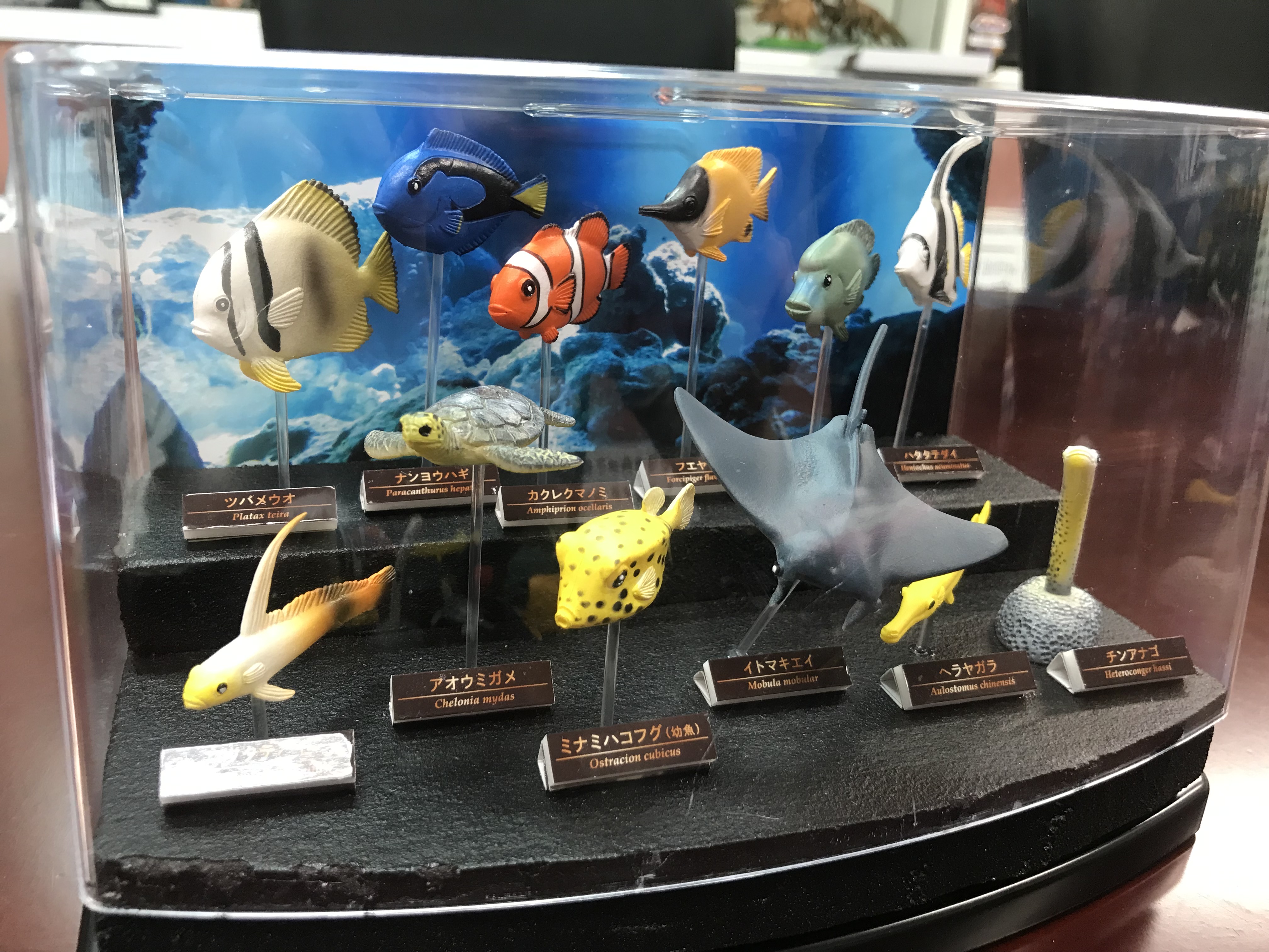 45R 海の生き物達 公式】株式会社ザ・アクセス on X: 