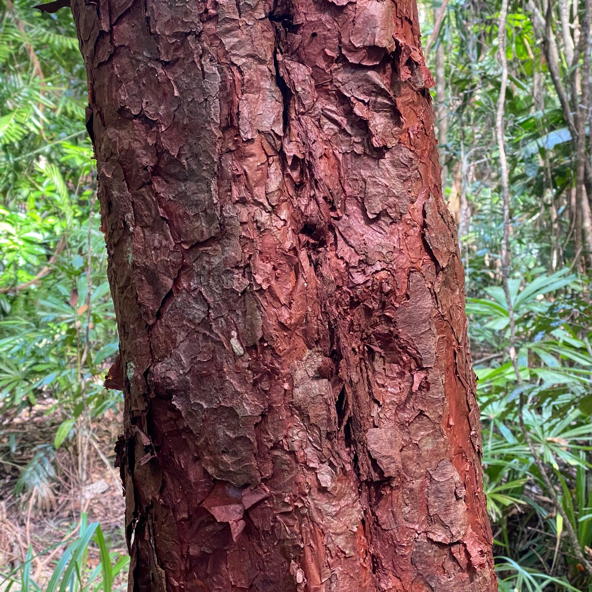 DrEmmaLJohnston's tweet photo. Living ore. #dillenia #redbeech #rainforest #capetribulation https://t.co/8eevdEqrTT