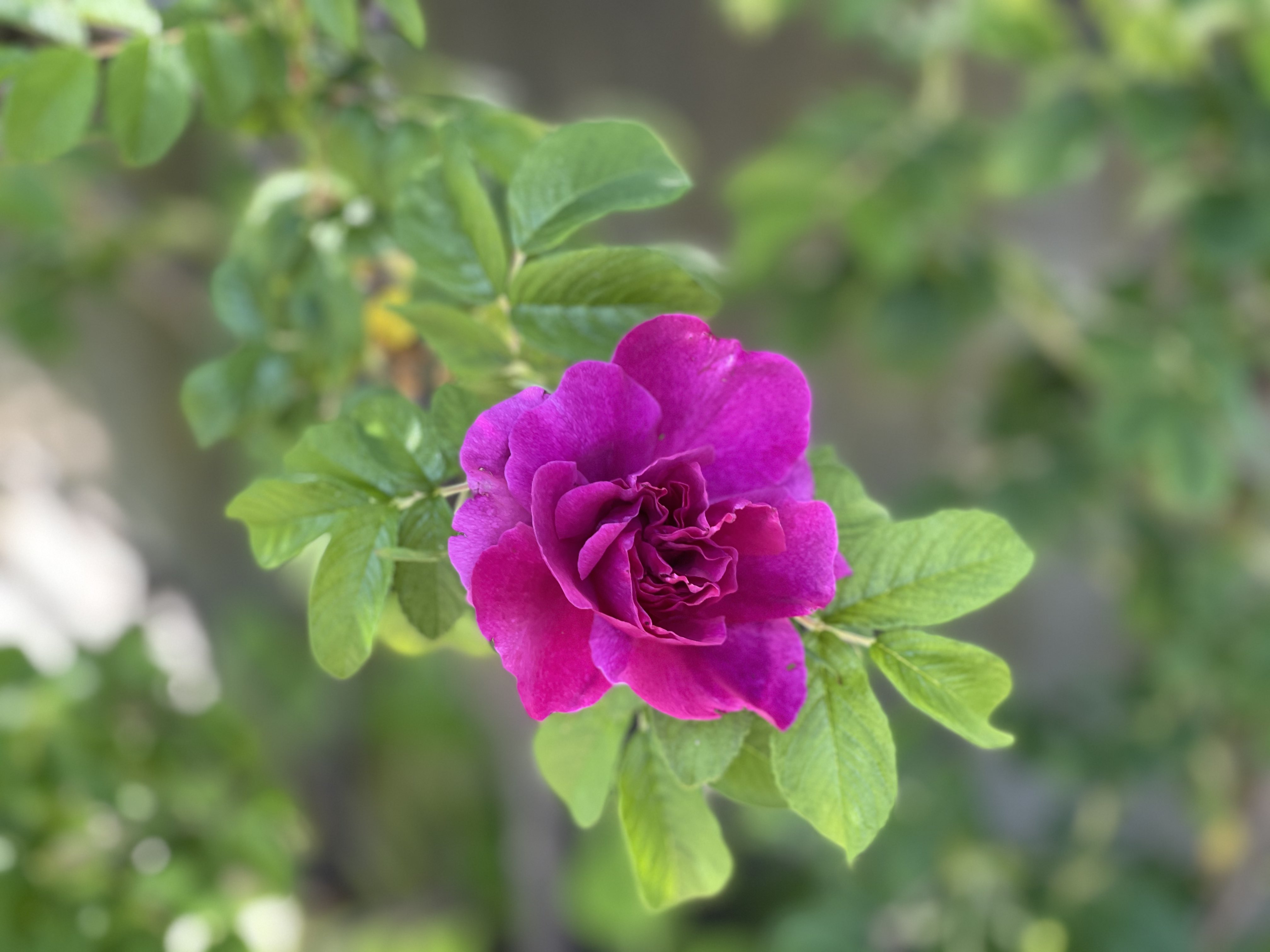 ハマナスの花 Twitter Search Twitter