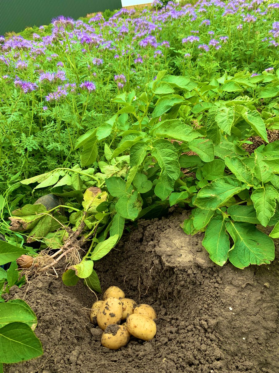JoarvdVelde's tweet photo. Geen beter vocht dan hemelwater! Whow wat groeit dat mooi en staat alles er fris op na 75mm water over 2 dagen verdeeld te hebben gehad. Net mooi👌🏻 #Frieslanders beginnen spannend te worden! Facelia vol met 🐝bijen wat een zoem orkest #duurzaamheid @boakkerbouw https://t.co/ZQaUX6FDQ3