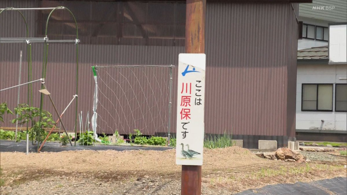 にわとまと からっぽの桜とうちゃこ こころ旅 1010日目秋田県横手市
