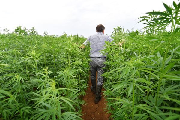 Petite balade dans mon champ de salade comme ont en a parlé lundi dans <a href="/VacherFunRadio/">Le Vacher Time</a> mais je comprend pas pourquoi ma femme me dit que je  suis pas fute-fute 🤨 #VacherFunRadio