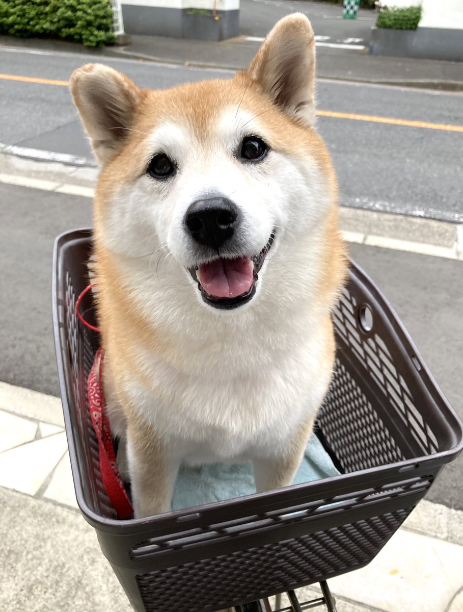 イッヌ 公園に行けるワン からの シャンプーと注射だったワン のビフォーアフターが分かりやす過ぎる比較画像 Togetter イッヌ 公園に行けるワン からの シャンプーと注射だったワン のビフォーアフターが分かりやす過ぎる比較画像 Togetter