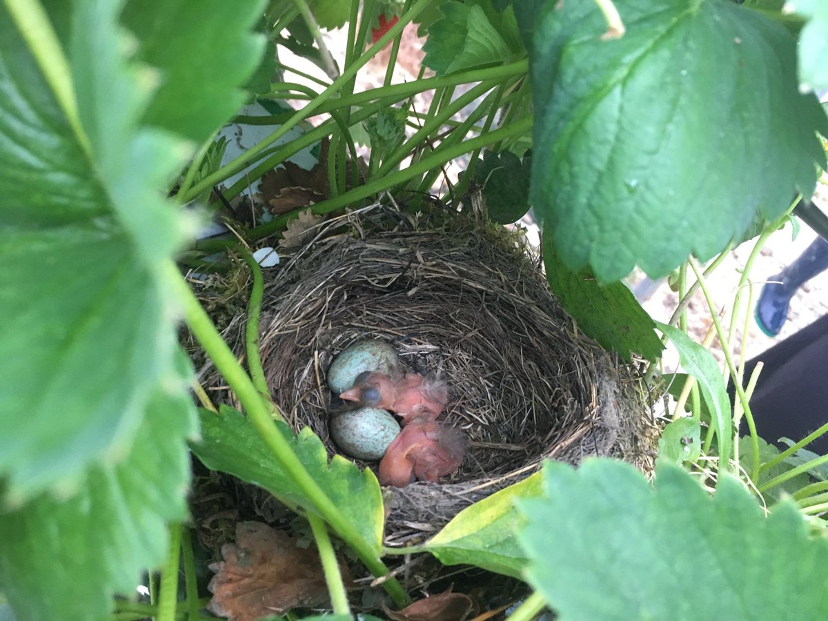 DriveFermier_81's tweet image. En ramassant ses 🍓 #fraises, Pierre-Louis a pu assister à la naissance de petits #merles, ce matin !
Les bébés se portent bien et, bonne nouvelle !, les fraises sont à nouveau disponibles sur drivefermier-albi.fr 😍