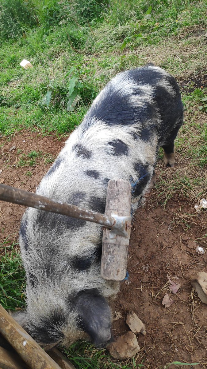 Farming Woman tweet media