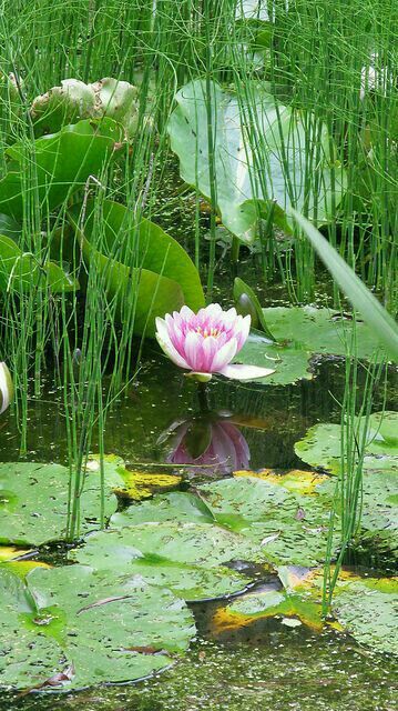 blue_saphire5's tweet photo. 🌤Good morning
Thought for the Day🤔
Always be kind.
Let’s stop judging each other 
and start treating each other with Love, 
Kindness and Compassion. 
Sending Much Love,💕Camilla
Sommaren är här! 
Ta hand om varandra och njut av det fina vädret🌼 https://t.co/hBejzn1IPz