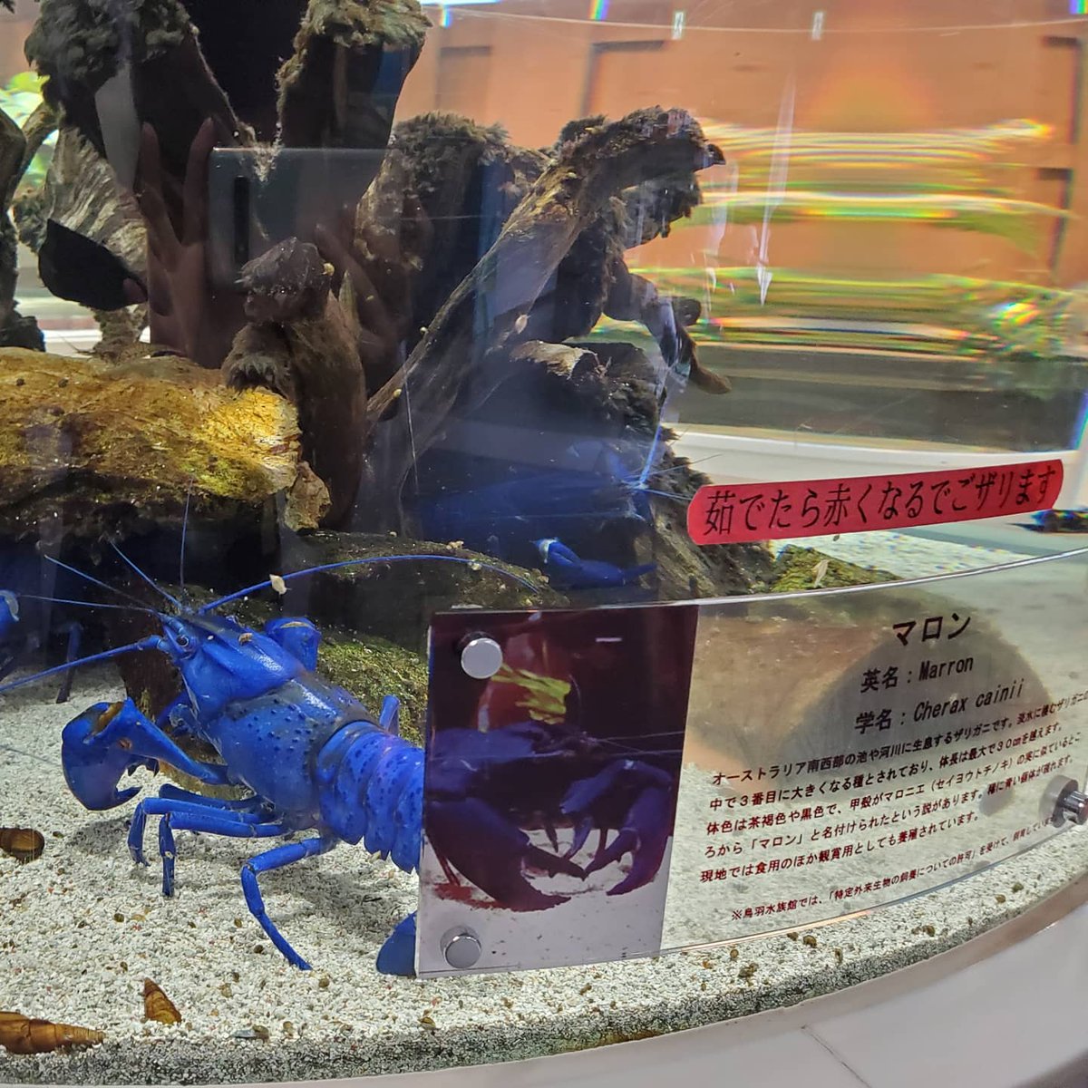 三重県 水族館 口コミ 評判 素敵な旅行 観光スポット情報がきっと見つかる ナウティスgo 三重県 水族館 口コミ 評判 素敵な旅行 観光スポット情報がきっと見つかる ナウティスgo