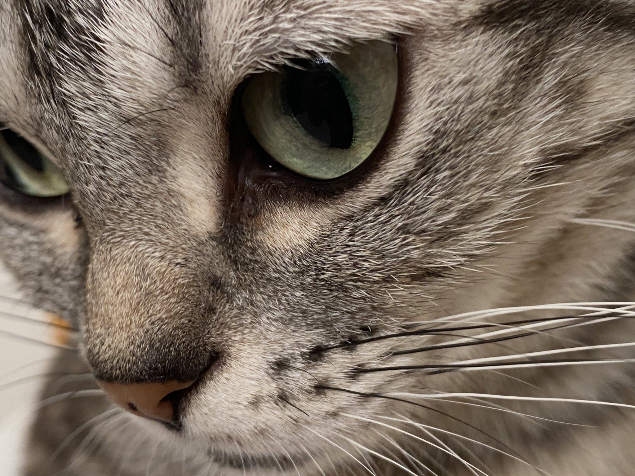 ねこプラス ミミちゃんのアップ 目の色は綺麗なグリーン ちなみに 猫 の目の色は色素の量で決まるそうです 色素が少ない順に書くと ブルー ブルーグリーン アクアマリンブルー グリーン グリーンゴールド ヘーゼル ゴールド カッパー 猫 ねこプラス ミミちゃんのアップ 目の色は綺麗なグリーン ちなみに 猫 の目の色は色素の量で決まるそうです 色素が少ない順に書くと ブルー ブルーグリーン アクアマリンブルー グリーン グリーンゴールド ヘーゼル ゴールド カッパー 猫