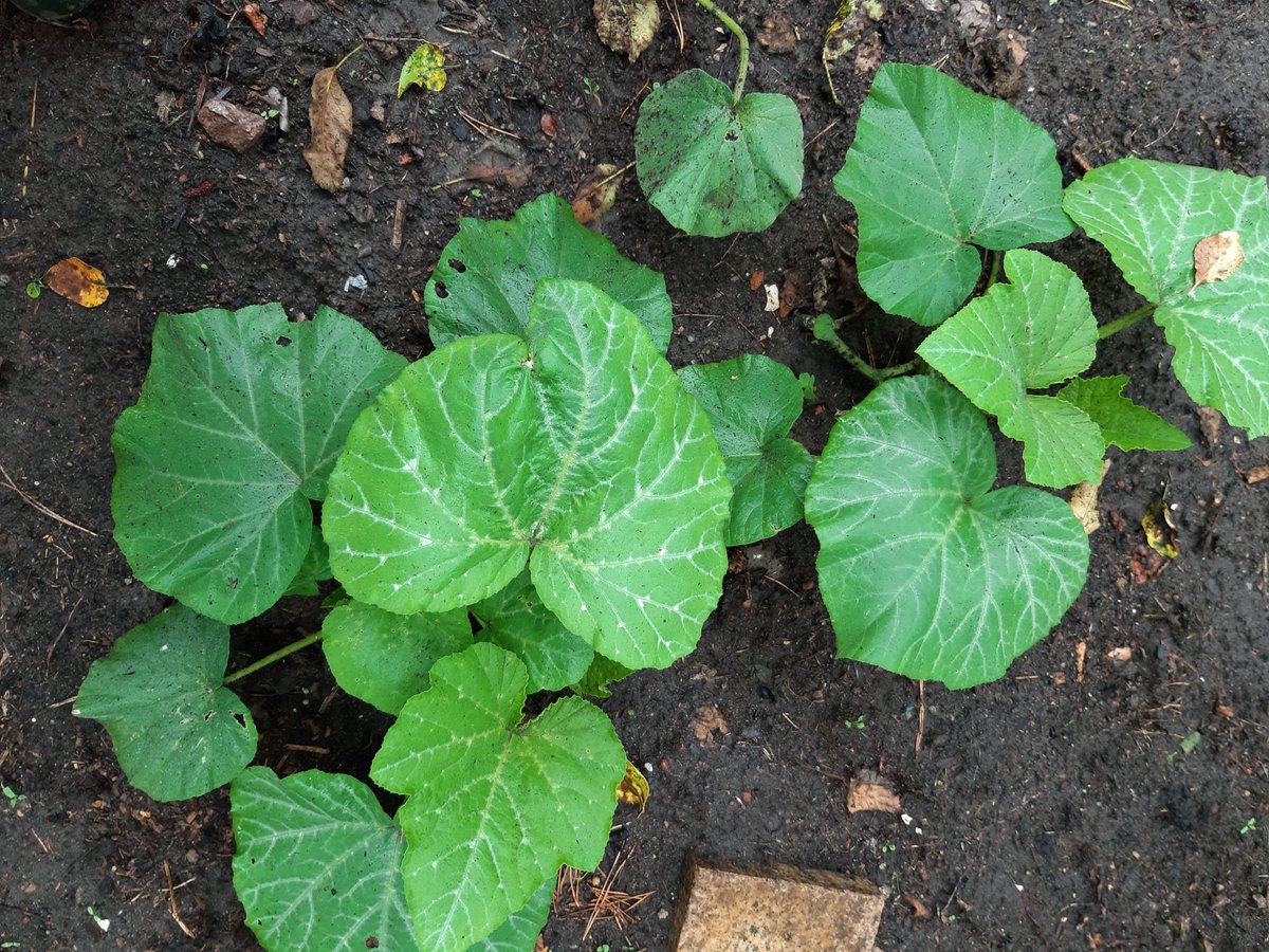 aggressie's tweet image. #KillTheSlugs #HelpTheHedgehogs

Rain was forecast. I was full of fear! But I laid my new beer traps.

This morning, this was the scene: lots of dead slugs; no new holes in my butternut squash (or anything else I planted for that matter).

Beer traps work!