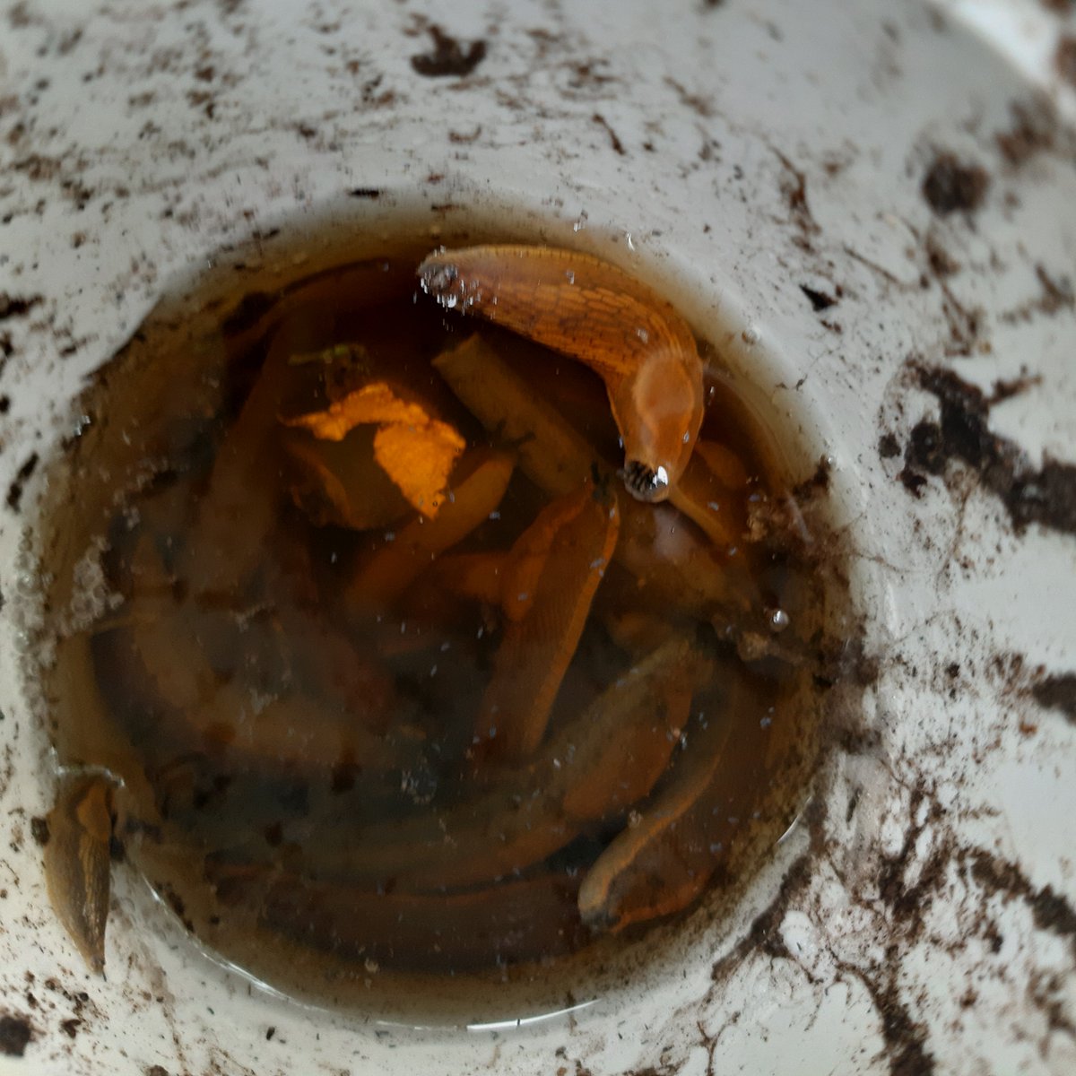 aggressie's tweet image. #KillTheSlugs #HelpTheHedgehogs

Rain was forecast. I was full of fear! But I laid my new beer traps.

This morning, this was the scene: lots of dead slugs; no new holes in my butternut squash (or anything else I planted for that matter).

Beer traps work!