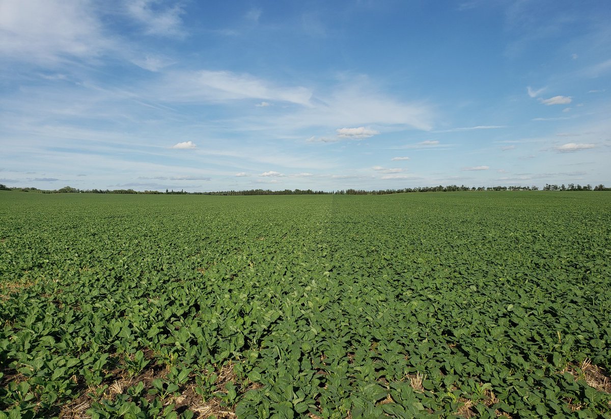 bari_khaled's tweet photo. Visited @SVFltd #Superplot this afternoon with @Badsmoke23 from @WinFieldCanada. @cropchaser01 @AmyCrozier1 @SturgeonRUSS @ABcanolaReg5 https://t.co/cpNtoqxvYA