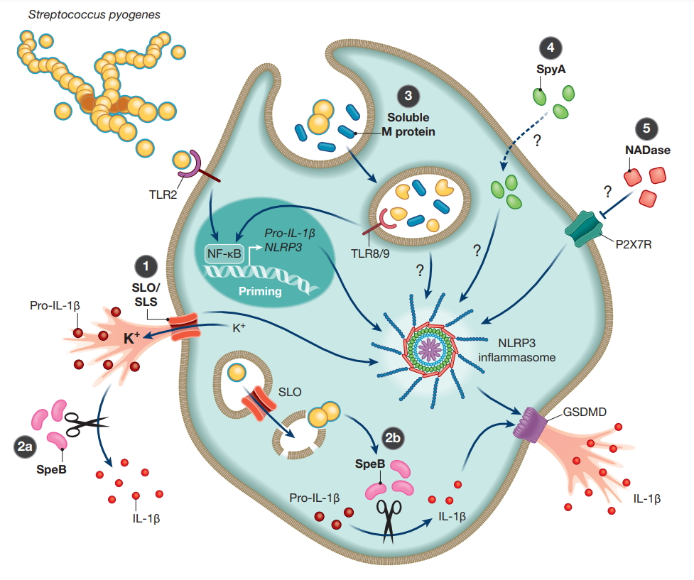 Cellular Microbiology (@cellmicrobiol) on Twitter photo The latest #microreview is out! Richter et al. highlight the cutting-edge research on #inflammasome activation and IL-1β Signalling in Group A #Streptococcus Disease
#inflammation #NLRP3 #infection <a href="/IMBatUQ/">Institute for Molecular Bioscience</a> <a href="/inflammasomelab/">Inflammasome Lab</a>
Read it here: onlinelibrary.wiley.com/doi/abs/10.111… The latest #microreview is out! Richter et al. highlight the cutting-edge research on #inflammasome activation and IL-1β Signalling in Group A #Streptococcus Disease
#inflammation #NLRP3 #infection <a href="/IMBatUQ/">Institute for Molecular Bioscience</a> <a href="/inflammasomelab/">Inflammasome Lab</a>
Read it here: onlinelibrary.wiley.com/doi/abs/10.111…