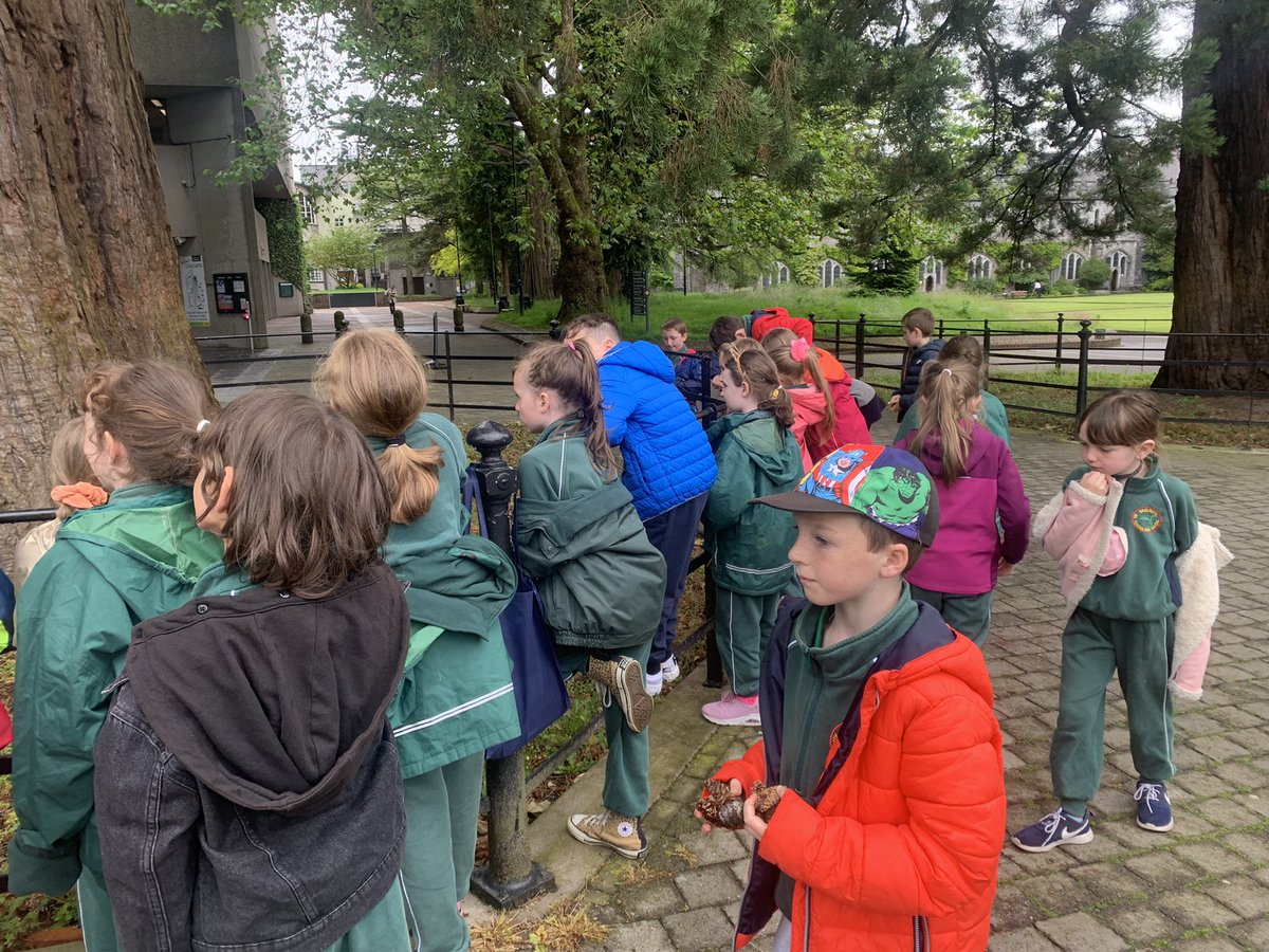 GNaofa's tweet photo. Rang 2 ar turas go UCC ag foghlaim faoi na gcrainn go lΓ©ir ann. Γ‘r mbuiochas le DaidΓ TomΓ‘s @eoinlettice #ucc #treetour https://t.co/Qgypzzpjv1