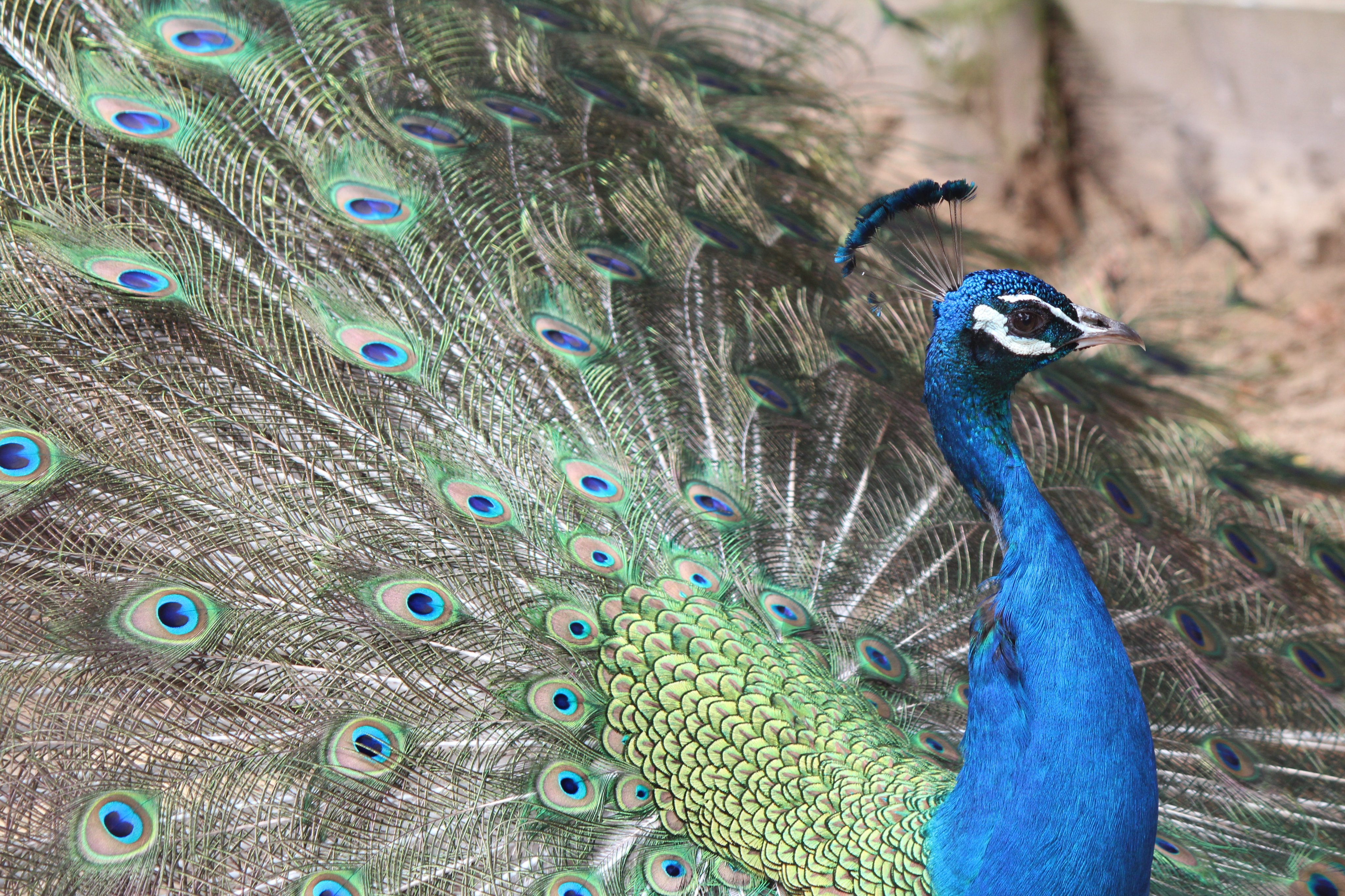 秋田市大森山動物園 En Twitter クジャクのかざり羽がキレイです オスのクジャクは春から夏にかけての繁殖期に かざり羽が最も美しくなります 飼育員によるどうぶつ解説を見ていた小学生たちは かざり羽を模した回して遊べる展示物や 羽をはばたかせてメスに猛烈