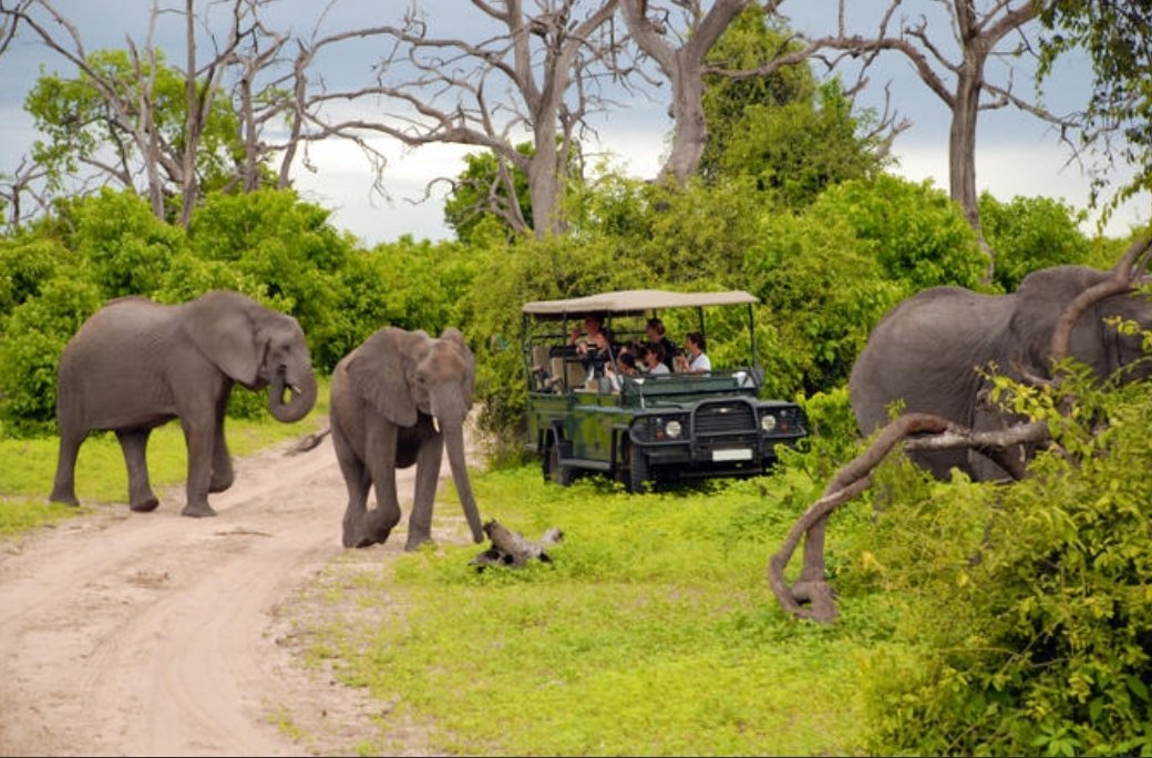Destination Livingstone tweet media