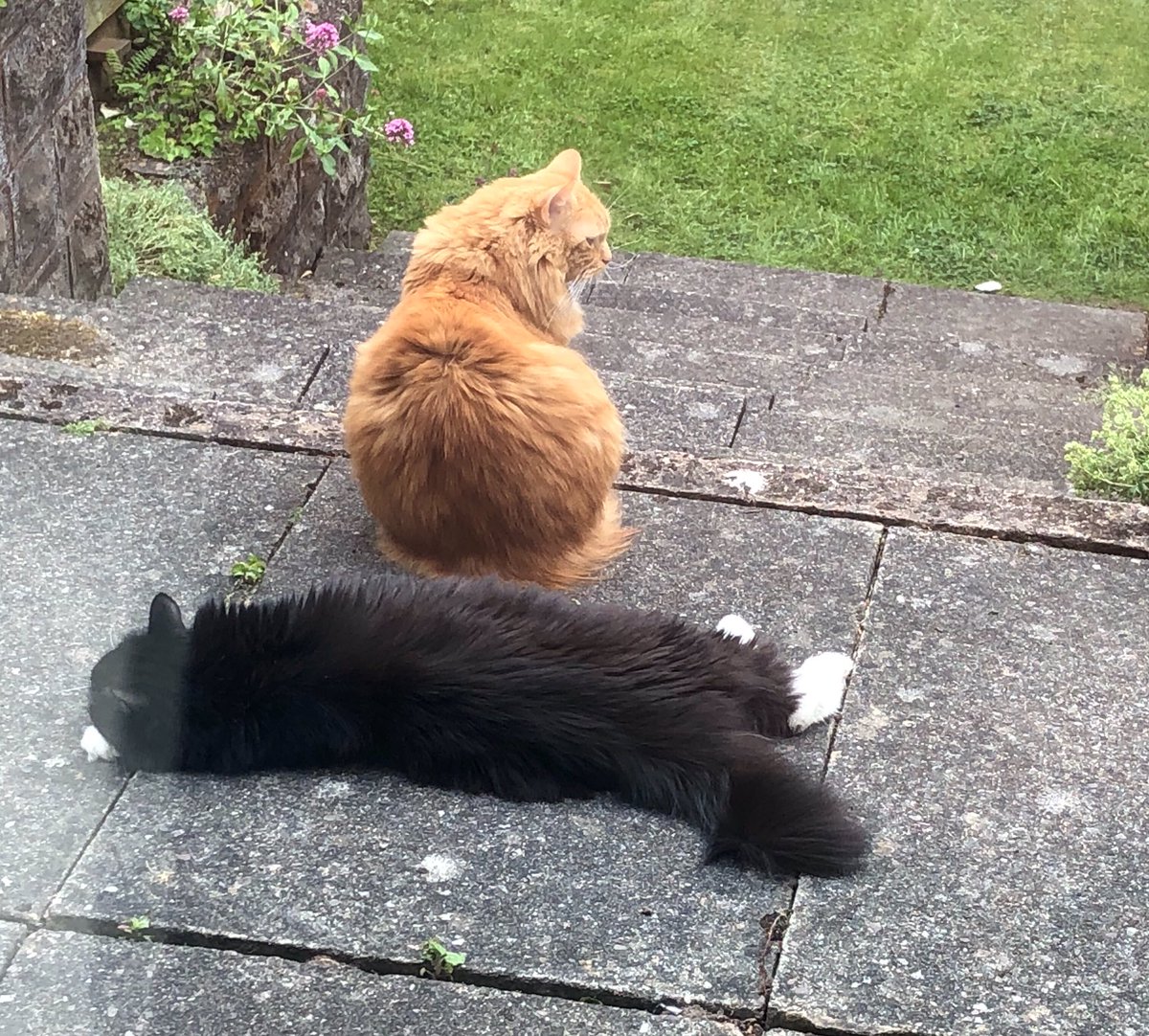 EricTheCat_Bham's tweet photo. Yoga with Eric The Cat Part 1 ....
Now come on bro, this is how you are meant to do it.
Are you paying attention??
... Obviously not!
#EricTheCat #AdoptDontShop #CatsOfTwitter #Yoga #Cats #BeKind #GingerCatsRule #ThursdayTutorial https://t.co/kYorHkGBZg