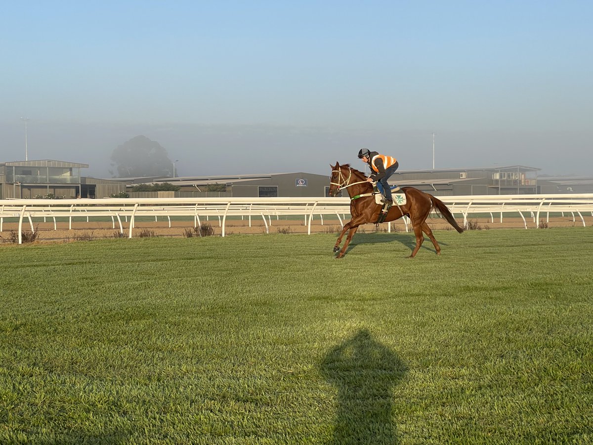Sarodec looking a treat before he departs for Randwick tonight on Platinum Horse Transport.
​A big thank you to Greg Lee &amp; Jimmy Pumper Cassidy for taking care of him this weekend.
