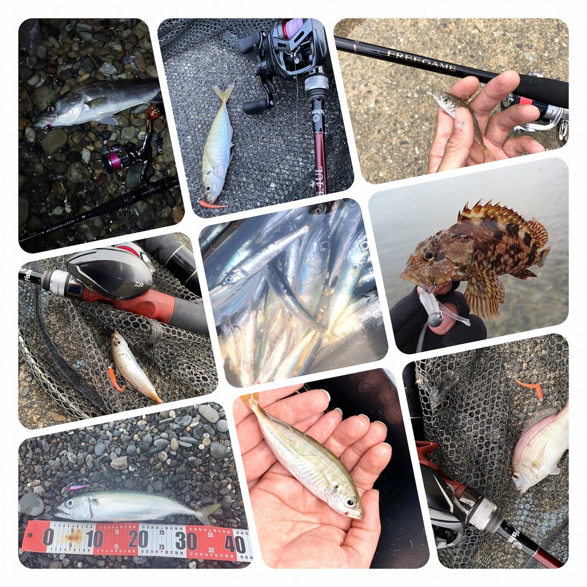 東海つり具 今週の釣り情報 浜名湖 シーバス好調 ヒラメの釣果有り 海釣り公園 小型の回遊魚多数 サビキ釣り絶好調 奥浜名湖 クロダイ キビレ好調 市外にてキス釣果有り 浜名湖沖 太刀魚や良型のアジやイサキがあがっています 東海つり具 浜名湖