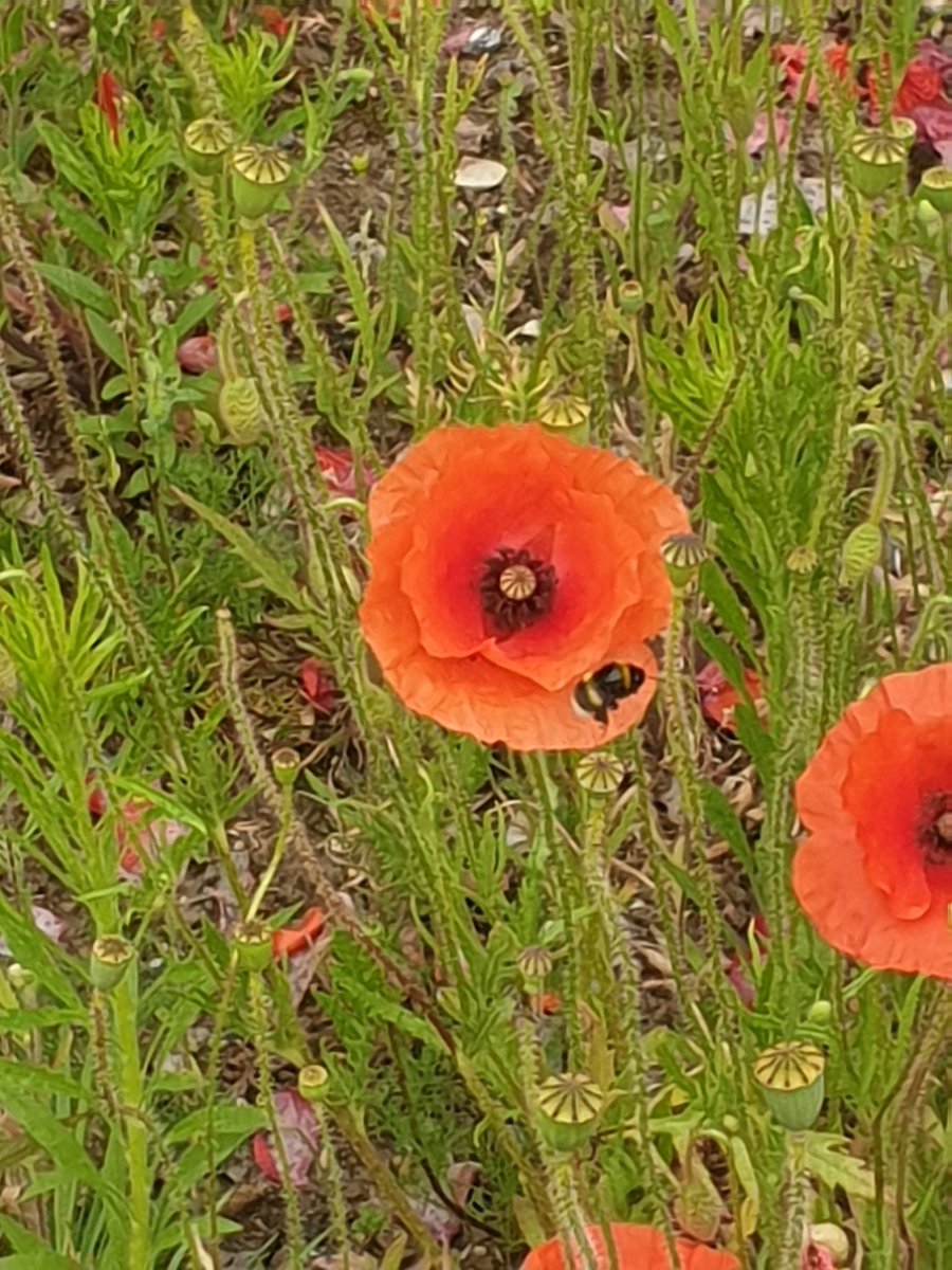 The bees enjoying their breakfast on Arboretum Park this morning. These poppies look beautiful 😍 <a href="/Pap66376473/">Tony pap the Pole</a> @NottinghamParks