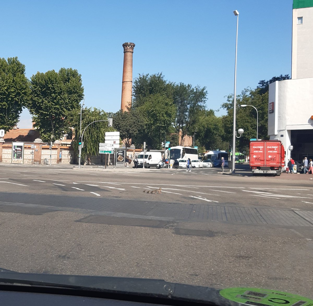 queen102938's tweet photo. Cruzando por cualquier sitio y ya sin mascarilla. Viva los patos madrileños! https://t.co/alfd7Y2irT