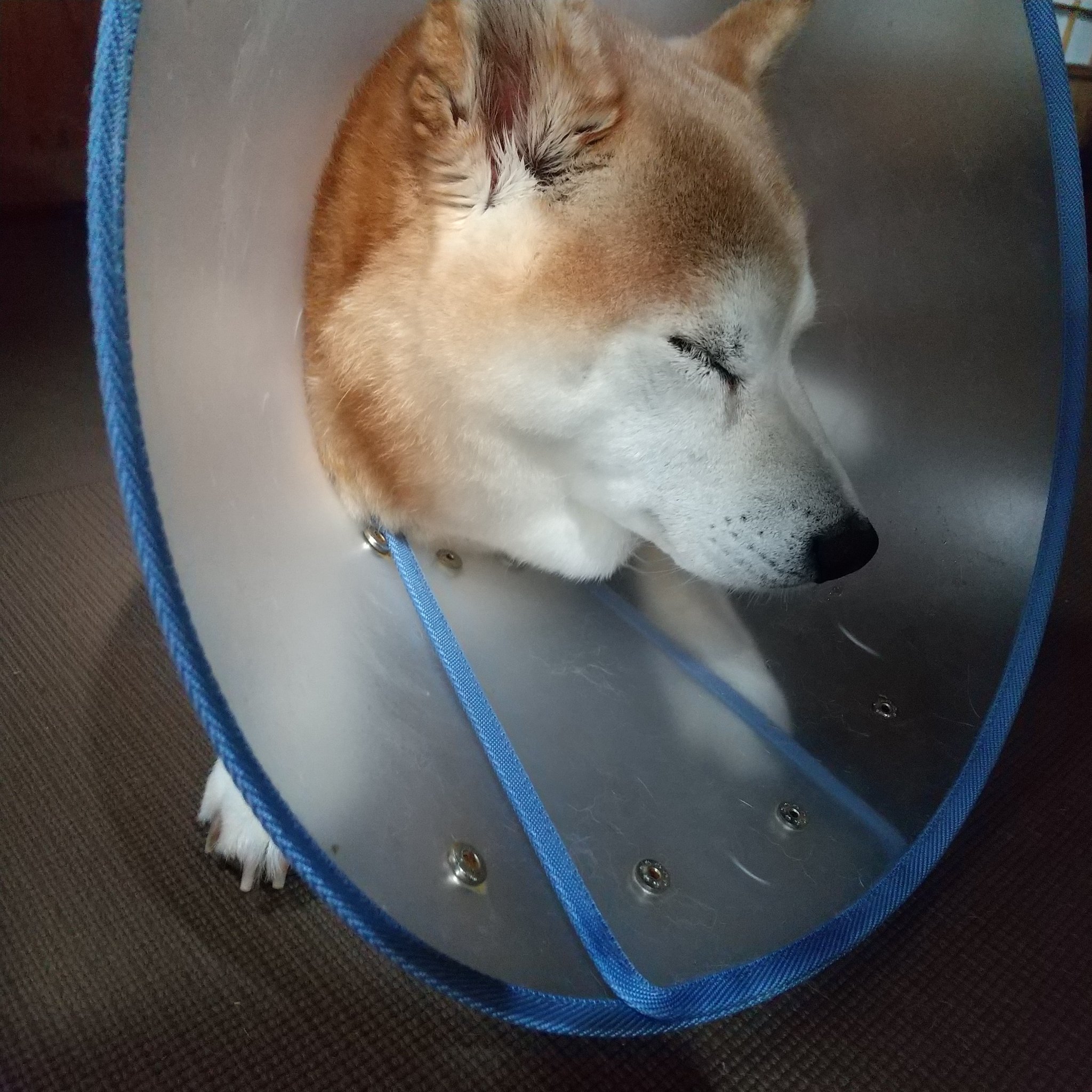 イモムシ農園 Imomushinouen Thankyou For All 柴犬は緑内障になりやすい犬 種だそうです 眼圧が25を越えたら48時間以内に処置したいそうです ショボショボさせたり 白目の充血 瞳の濁りなど異変があったら眼圧が高いかも 眠りも 浅いです まったく