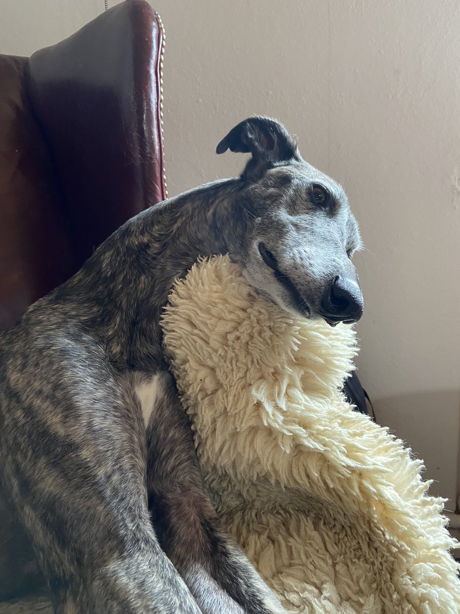 Schattengierattenhund Rey 👑 tweet media