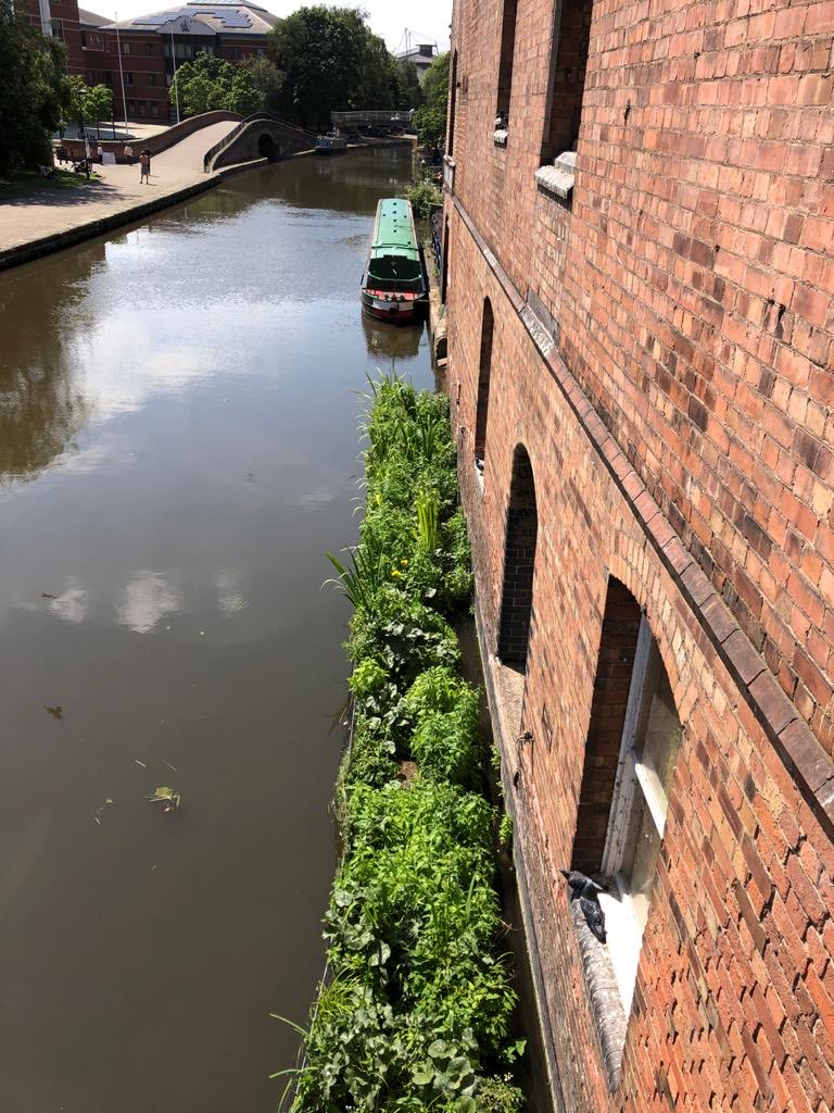 Day24 #30DaysWild Notts Wildlife Trusts floating Reed bed on Nottingham canal. ⁦<a href="/Nottswildlife/">Nottinghamshire Wildlife Trust</a>⁩ ⁦<a href="/WomensInstitute/">Women's Institute</a>⁩ ⁦<a href="/WildlifeTrusts/">The Wildlife Trusts</a>⁩ ⁦<a href="/30DaysWild/">#30DaysWild from The Wildlife Trusts</a>⁩