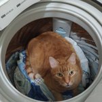 猫がいなくなった!？しかし洗濯機を開けた瞬間飛び込んできた光景に驚き!