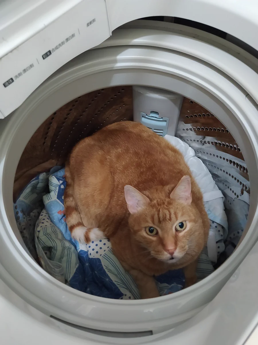 猫がいなくなった！？しかし洗濯機を開けた瞬間飛び込んできた光景に驚き！