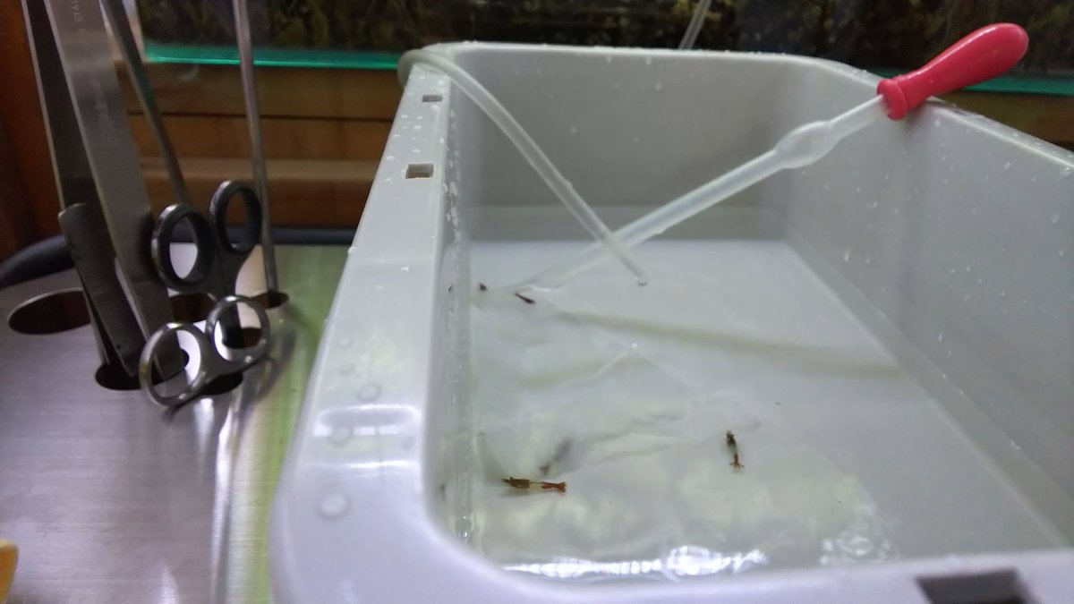 山まで五分 埼玉県坂戸市の E Scape イースケイプ さんで 買ってきました 点滴法で水合わせ中です ミナミがほぼ全滅した原因 店長さんに酸欠かも と言われたので メダカの為に 水面まで伸ばしていた水草を この前買ったadaのハサミで刈り込み