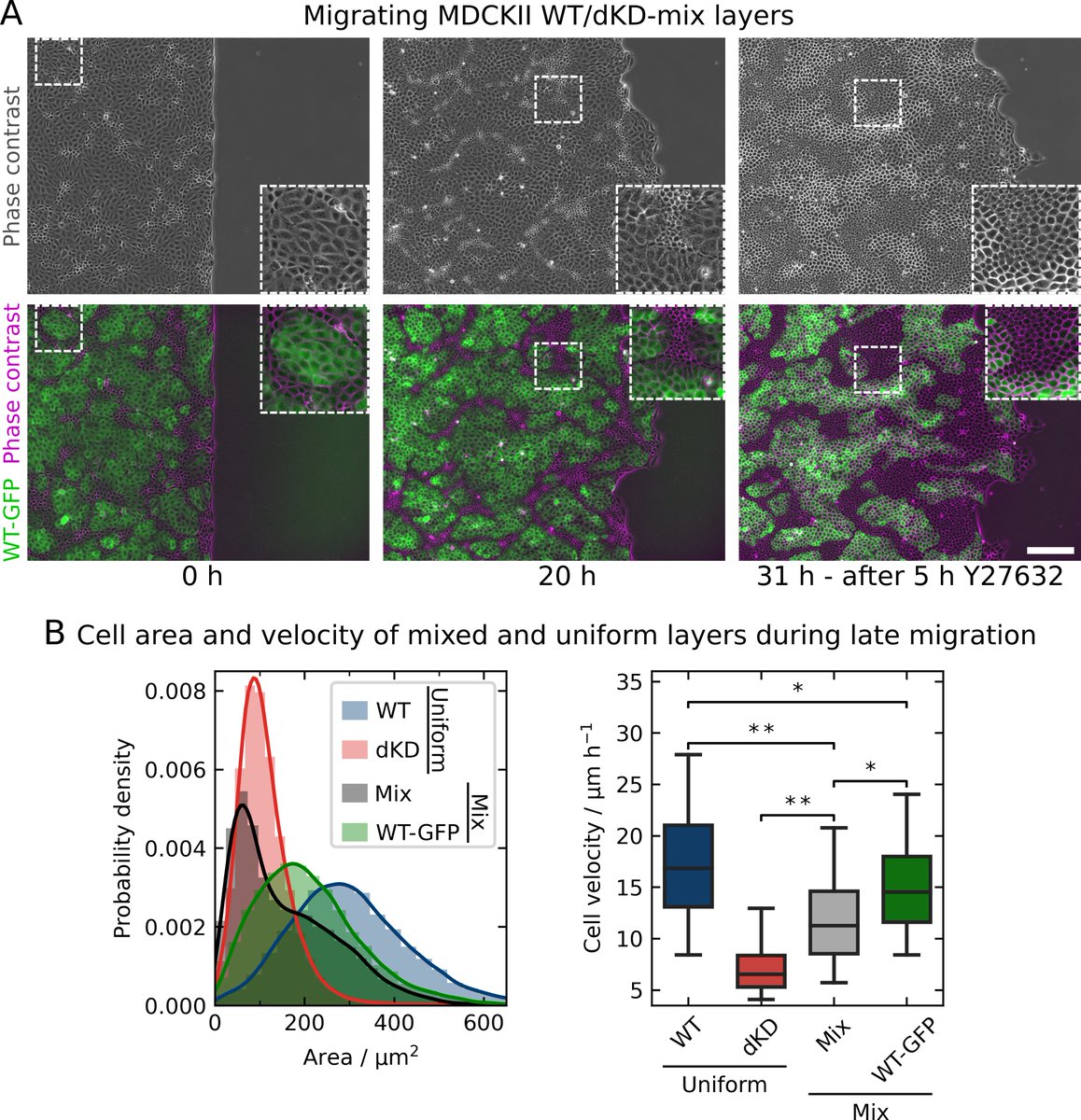 Major #preprint update: We added a new main figure looking at migrating KO/WT co-cultures and so much more!
Spoiler: Overly contractile ZO protein-KO #cells slow down the whole layer.
👇👇
biorxiv.org/content/10.110…

<a href="/Angie_26_r/">AngieRue</a> <a href="/Honigmann_Lab/">Alf Honigmann</a> <a href="/TabeaOswald/">TOswald</a> 
@ajansho <a href="/biorxivpreprint/">bioRxiv</a>