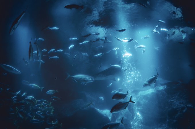 水槽 高画質 のtwitterイラスト検索結果 古い順 水槽 高画質 のtwitterイラスト検索結果 古い順