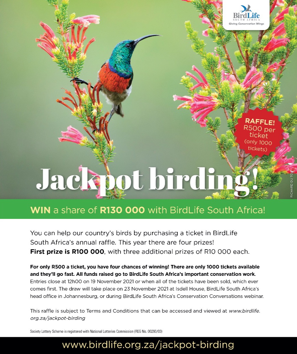 BirdLife_SA's tweet photo. Support bird conservation and win! 😍 - https://t.co/7O4JFsmKbY https://t.co/YV2R1tAaAz